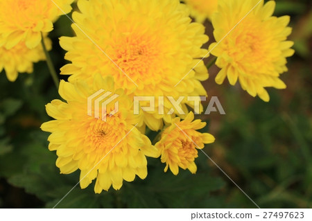 chrysanthemum 27497623