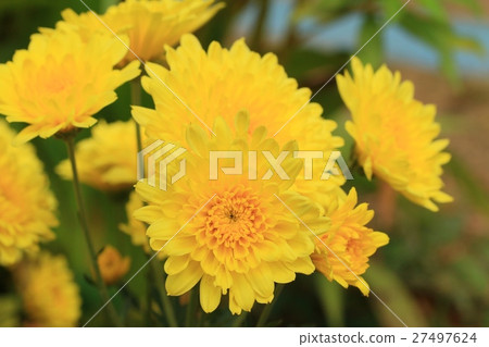 chrysanthemum 27497624