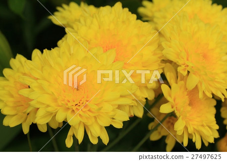 chrysanthemum 27497625