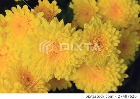 chrysanthemum 27497626