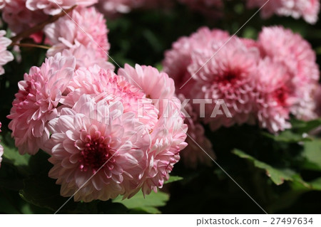 chrysanthemum 27497634