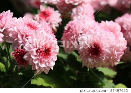 chrysanthemum 27497635