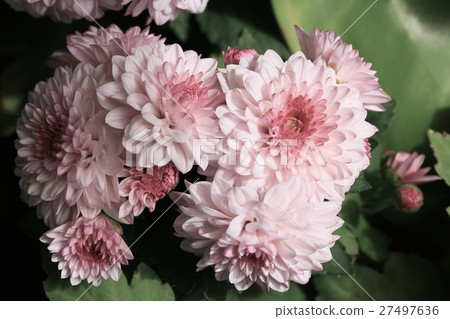 chrysanthemum 27497636