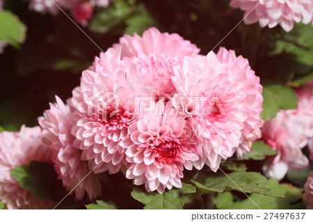 chrysanthemum 27497637