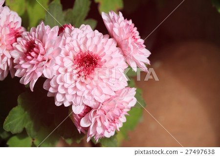 chrysanthemum 27497638