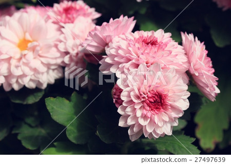 chrysanthemum 27497639