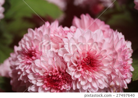 chrysanthemum 27497640
