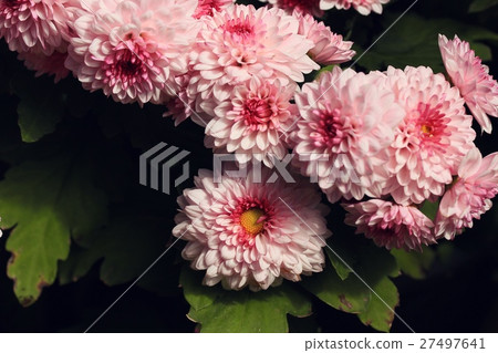 chrysanthemum 27497641