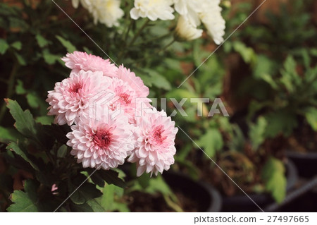chrysanthemum 27497665