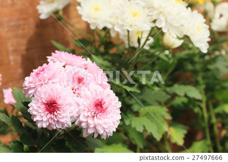 chrysanthemum 27497666