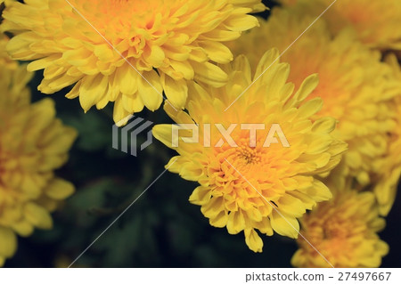 chrysanthemum 27497667
