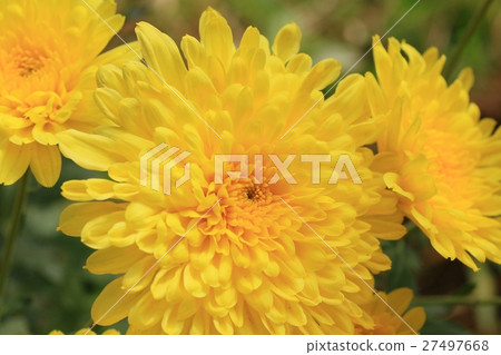 chrysanthemum 27497668