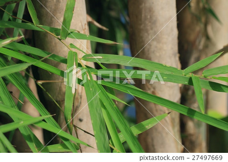 bamboo leaves 27497669