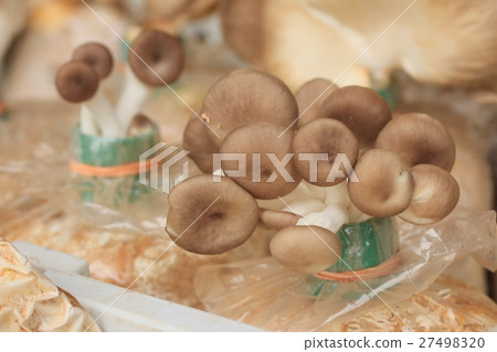 mushroom 27498320