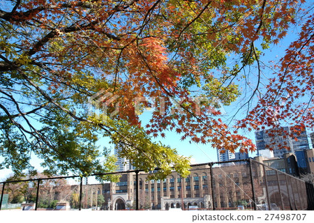 Autumn leaves of the Tokyo University campus Autumn leaves of the Tokyo University campus 27498707
