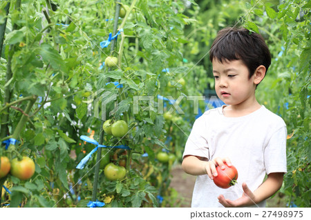 A child harvesting vegetables in a field 27498975