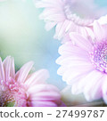 flower background 27499787