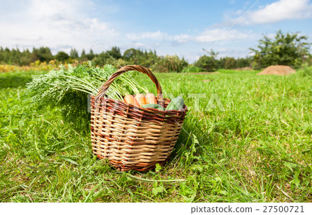 Wooden wicker basket with fresh carrots   27500721