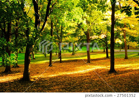 autumn, autumnal, maple 27501352