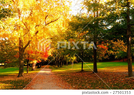 autumn, autumnal, maple 27501353