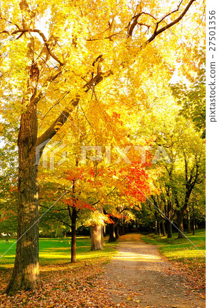 autumn, autumnal, maple 27501356