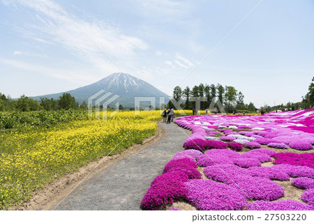 Shiba Sakura Rape Flower (Niseko) 27503220