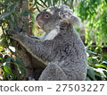 Koala to be careful 27503227