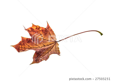 Dry maple leaf isolated on white background Dry maple leaf isolated on white background 27503231