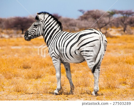 图库照片: zebra standing in the middle of dry african