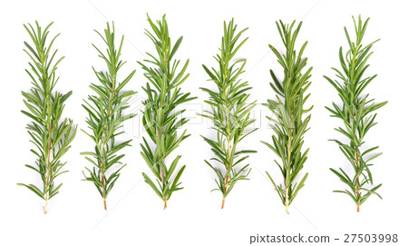 rosemary on white background 27503998