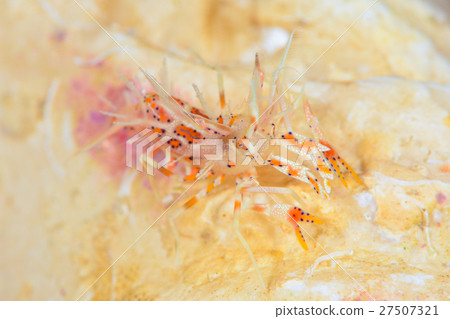 Freshwater fish Freshwater fish 27507321