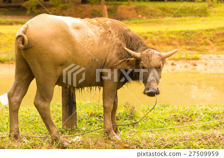Buffalo thai or water Buffalo or with field and an 27509959
