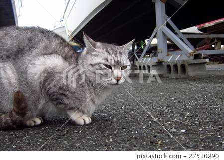 漁港冬天的離群貓 27510290