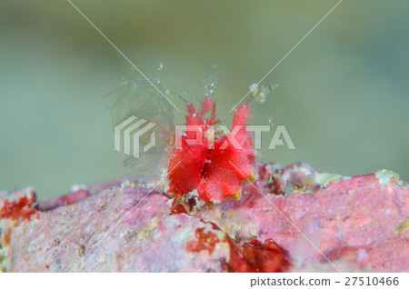 Orizuri shrimp Orizuri shrimp 27510466