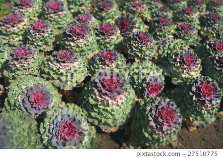 purple green ornamental cabbage in garden. 27510775