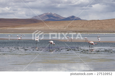 Flamingos living in the lake at the foot of Andean Flamingos living in the lake at the foot of Andean 27510952