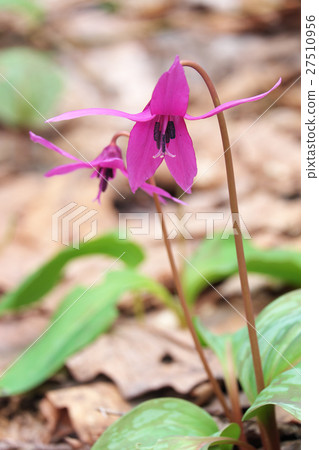 Katakuri花 27510956