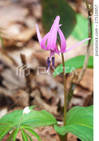 菊花筍花和芽 27510957