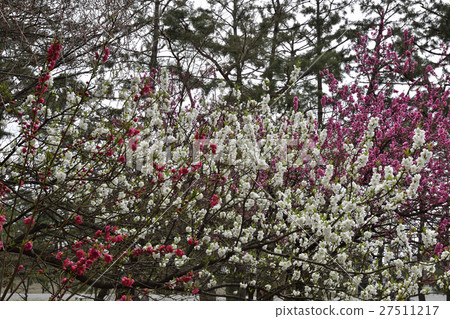 京都御苑桃園(桃花) 京都御苑桃園(桃花) 27511217