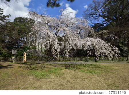 Bamboo cherry blossoms of Kyoto Miyuki Konoe Residence Bamboo cherry blossoms of Kyoto Miyuki Konoe Residence 27511240