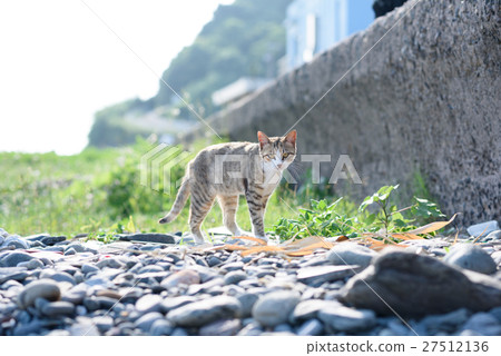 Cute cats in Aoshima White gobby white cat grass on the wharf 27512136