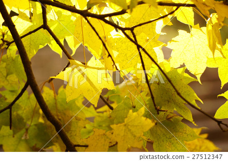 美麗的黃鰭金槍魚黃色葉子 27512347