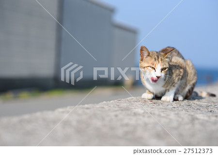 Cute cats in Aoshima White cat with white whale 27512373
