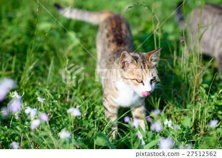 Cute cats of Aikojima cetacea white cat Flowerless grass 27512562
