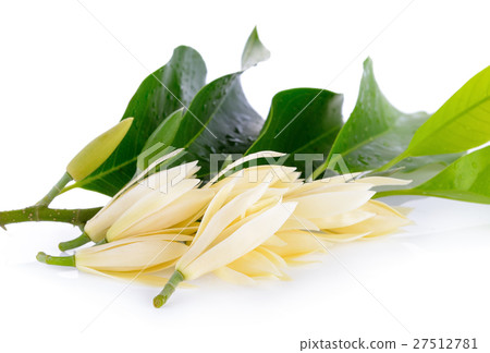 White Champaka on white background White Champaka on white background 27512781