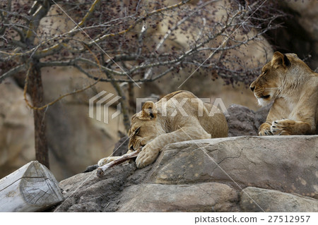 獅子 27512957