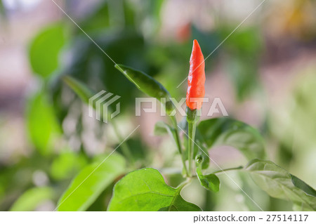 Red hot chilli Red hot chilli 27514117