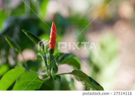Red hot chilli Red hot chilli 27514118