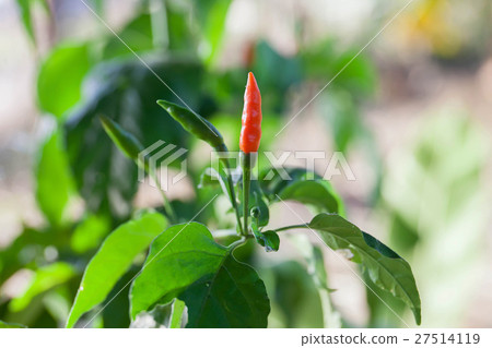 Red hot chilli Red hot chilli 27514119