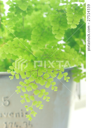 亞洲譚 27514339